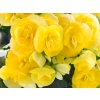 5024 2 begonie plnokveta double yellow 2 ks