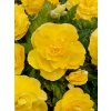 5024 1 begonie plnokveta double yellow 2 ks