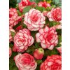 5054 begonie picotee white red 2 ks