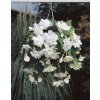 Begónie převislá 'Pendula white' 2 ks (Velikost hlízy 7/8)