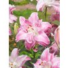 5564 1 lilie sweet rosy 1 ks