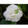 8686 begonie plnokveta double white 2 ks
