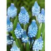 FA 09 0031 Muscari Azureum