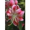 Speciosum Var Rubrum Uchida brochure (2)