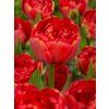 FA 12 0328 Tulipa Miranda