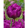 FA 14 0325 Tulipa Double Negrita