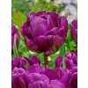 FA 14 0652 Tulipa Negrita Double