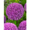 FA 10 0055 Allium Pinball Wizard