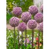 FA 17 0407 Allium Summer Drummer
