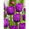 FA 13 0786 Tulipa Negrita