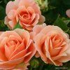 8f1a308d3b10efbe0a36ef7bf3f66047eed412a7