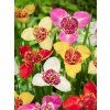 FA 08 0397 Tigridia pavonia Mixed