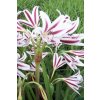 Crinum
