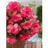 FA 15 0643 Begonia Cascade Florence