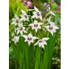 FA 12 1076 Acidanthera gladiolus Callianthus