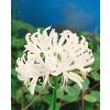 13818 nerine bowdenii alba 2 ks