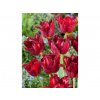 Tulipán 'Pacific Pearl' 5 ks (Velikost 12+)