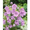 17991 1 boubelka ruzova platycodon grandiflorus 3 ks