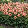 dahlia garden 1769682039865