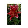 26357 1 lalia red flash 1 ks