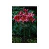 26357 lalia red flash 1 ks