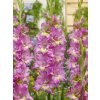 FA 16 0422 Gladiolus Happy Disco
