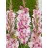FA 18 0363 Gladiolus Cherry Candy