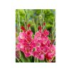Gladiola 'Kingston Ruffle' 5 ks (Velikost cibulí 14+)