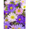 FA 10 0360 Anemone Blanda mixed