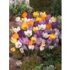 FA 12 0247 Crocus botanic mixed