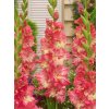 FA 14 0565 Gladiolus Mango Muse