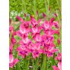 FA 21 0391 Gladiolus nanus Vulcano
