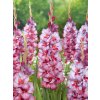 FA 23 0230 Gladiolus Ted's Trump