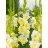 FA 11 0591 Gladiolus Buggy new