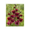 34956 gladiola papilio ruby red 1 ks