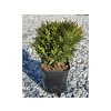 Zerav západný (Thuja occidentalis) 'Danica'