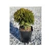 Zerav západnej (Thuja Occidentalis) 'Mirjam'