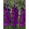 gladioli cum suis