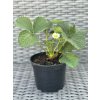 24729 1 jahodnik rumba v kvetinaci 12 cm