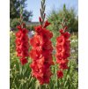 Gladiola 'Rosiebee Red' 5 ks