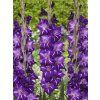 FA 20 0390 Gladiolus Hallowy