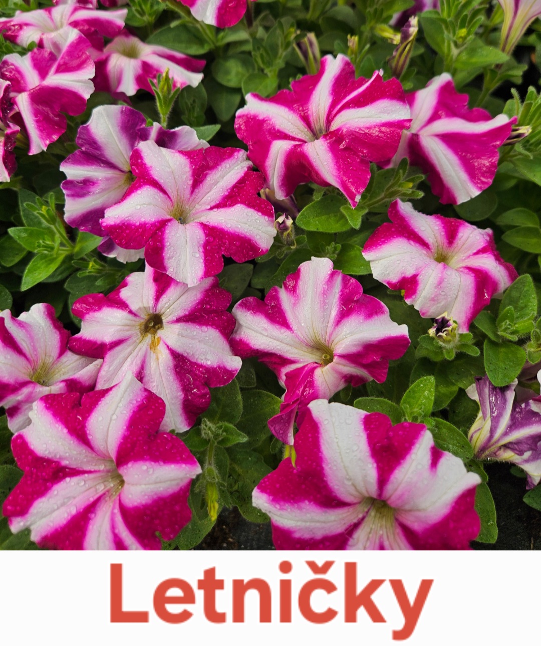 Letničky