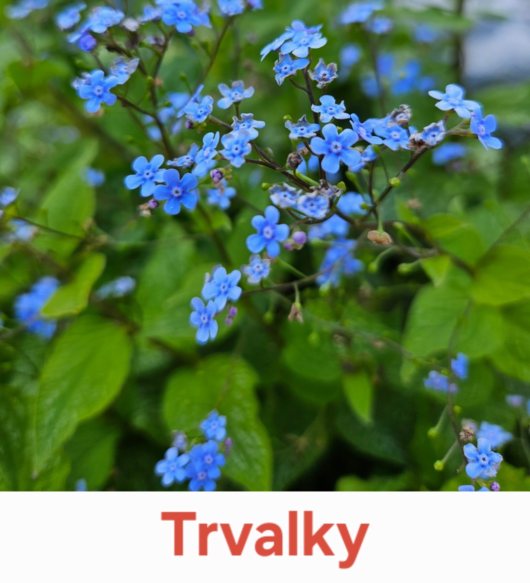 Trvalky