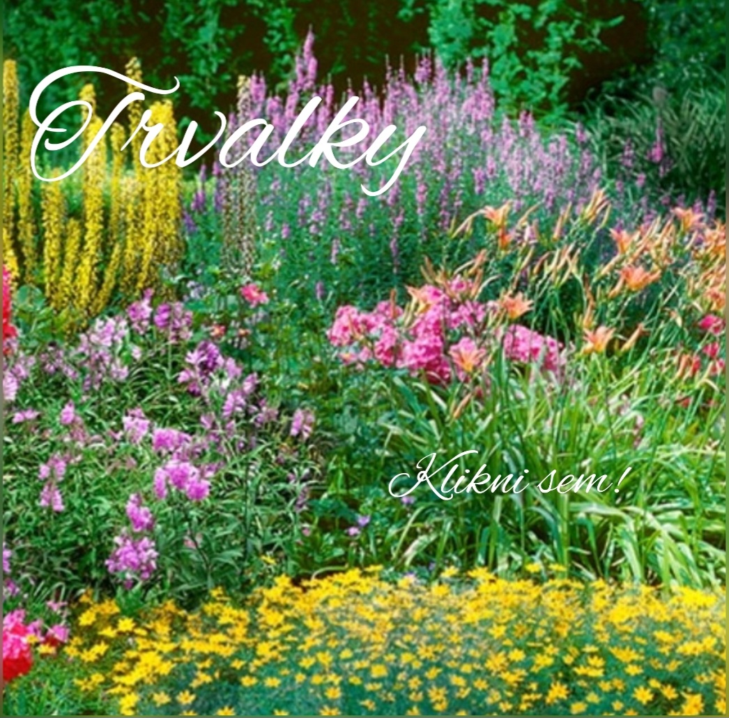 Trvalky