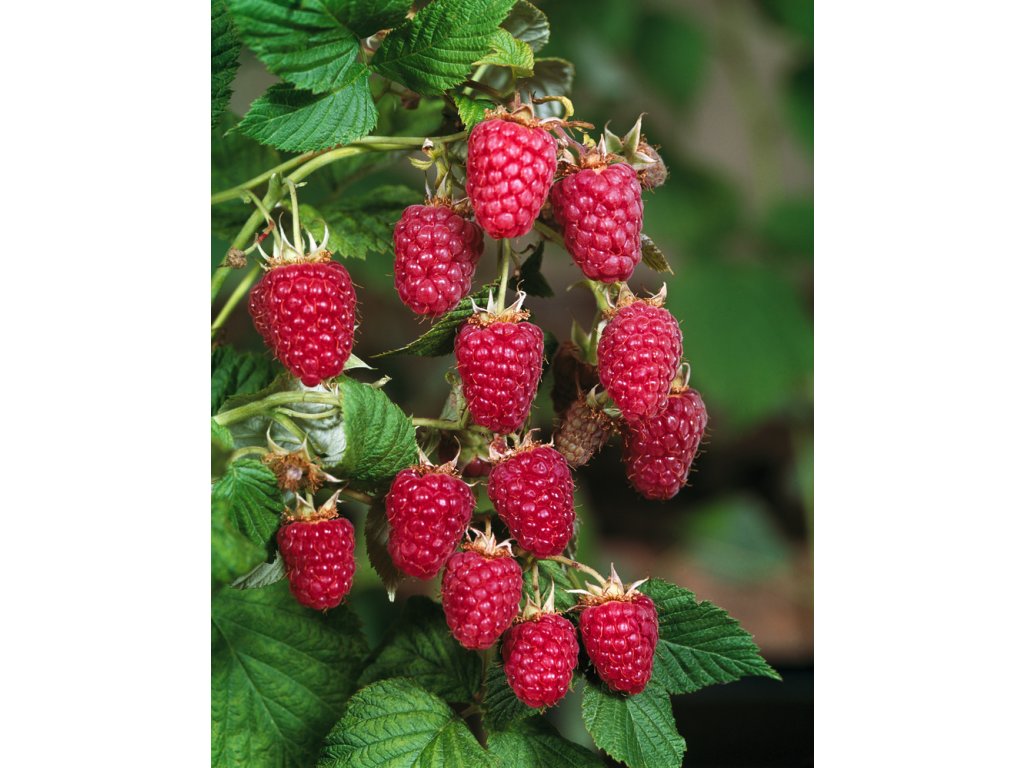 ec6a9a180f85fbcf6b6e33dcc2b5b67c