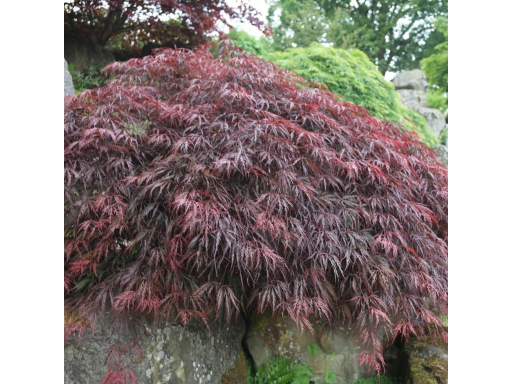 Klon PALMOWY INABA SHIDARE