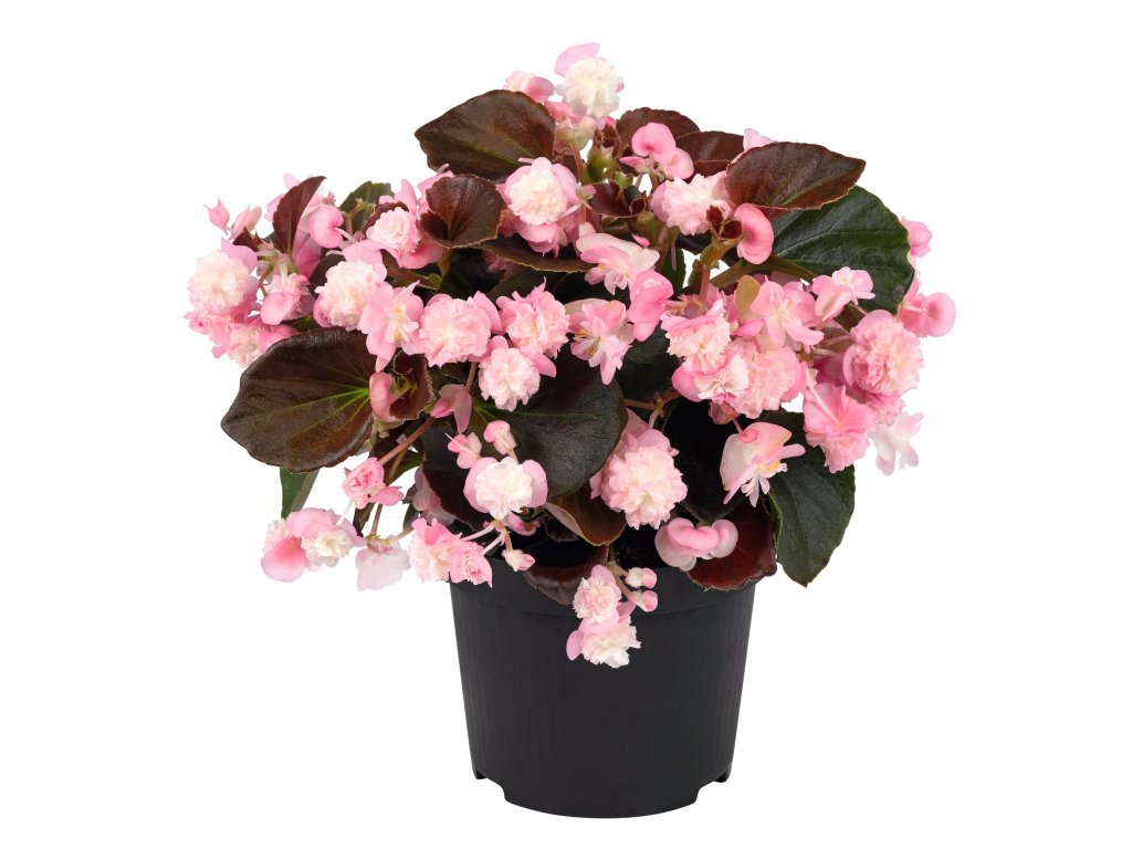 Begonia semperflorens Doublet Pink©Florensis 1 scaled