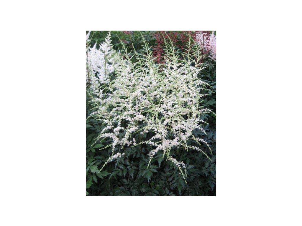 astilbe simplicifolia darwins snow sprite