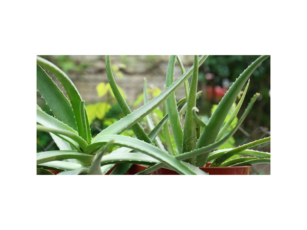 aloe vera
