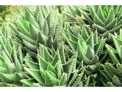 aloe vera590606802